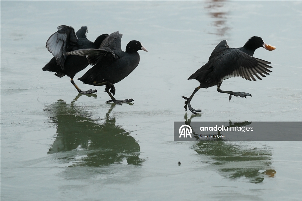 Mogan Gölü, kısmen dondu