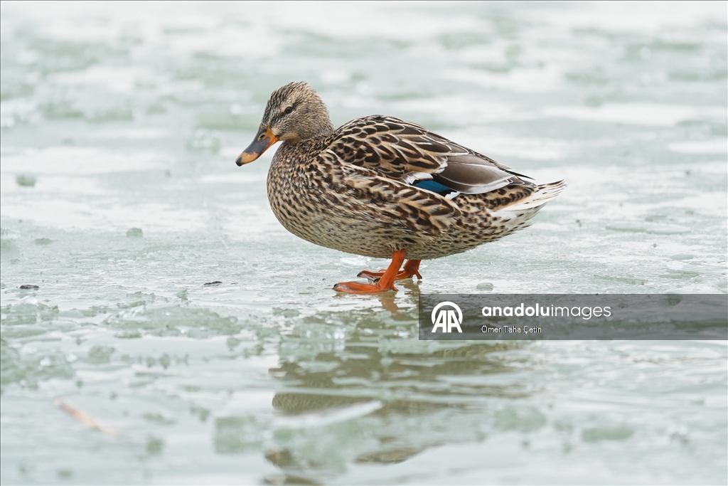 Mogan Gölü, kısmen dondu