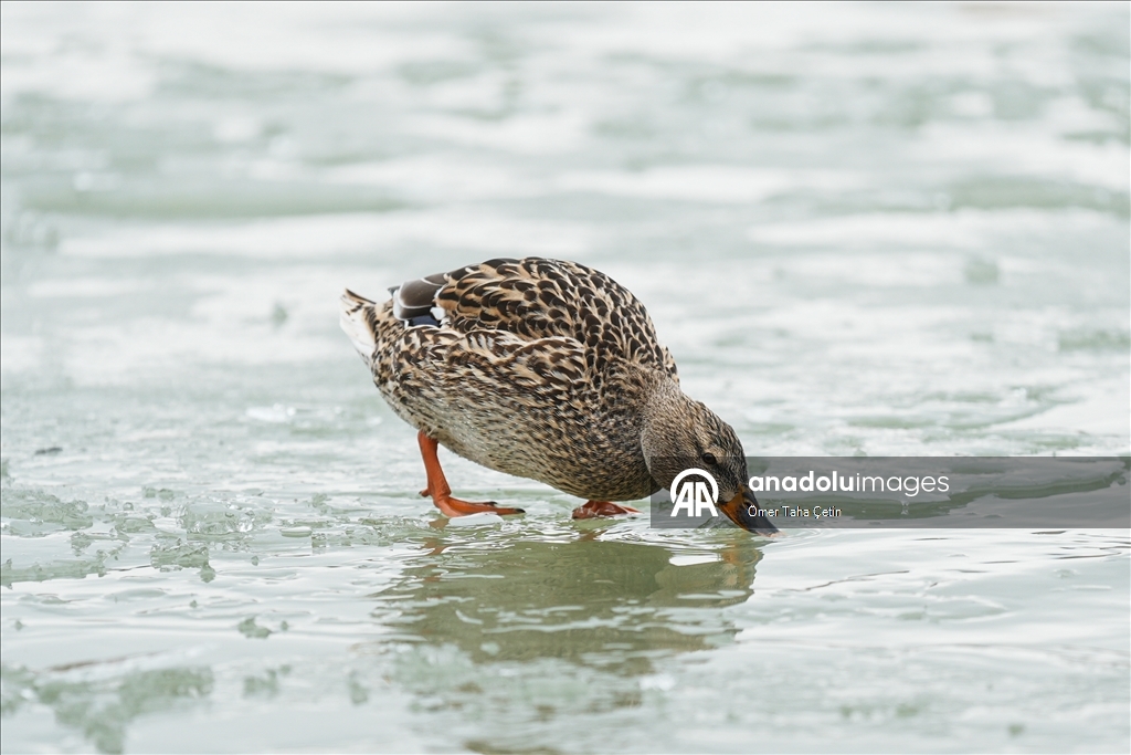 Mogan Gölü, kısmen dondu