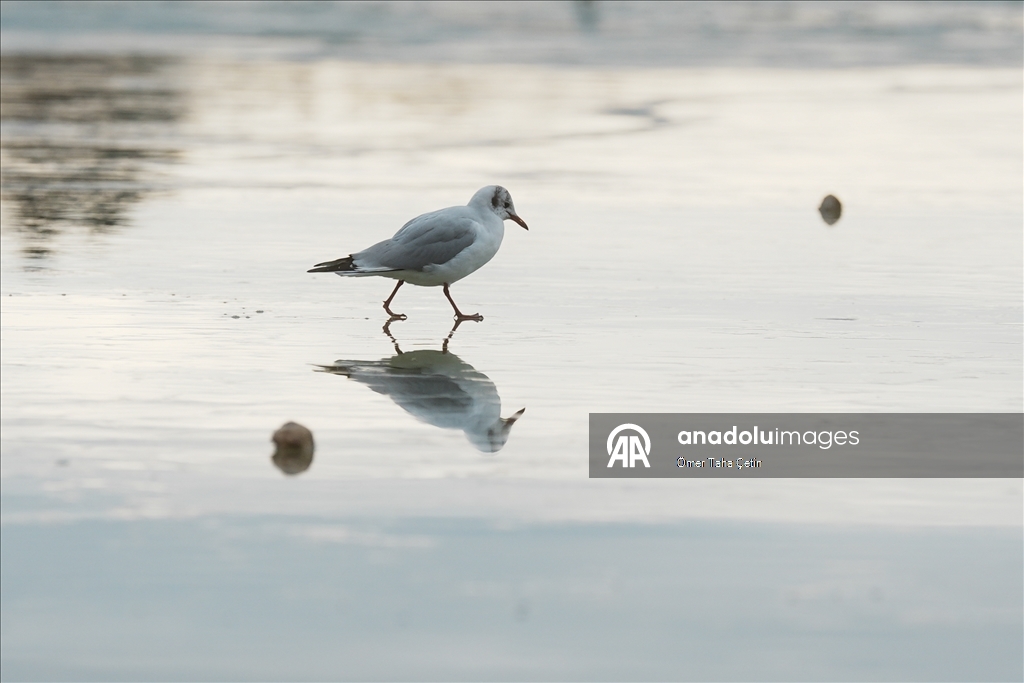 Mogan Gölü, kısmen dondu