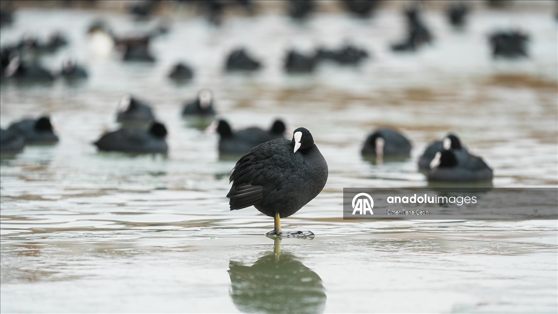 Mogan Gölü, kısmen dondu