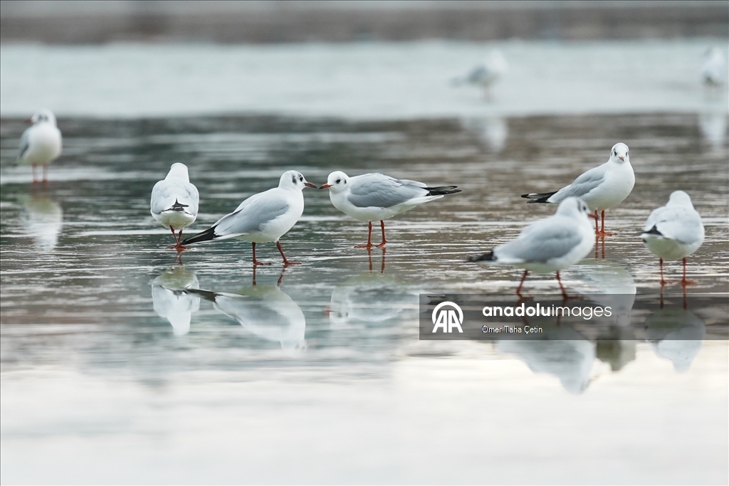 Mogan Gölü, kısmen dondu