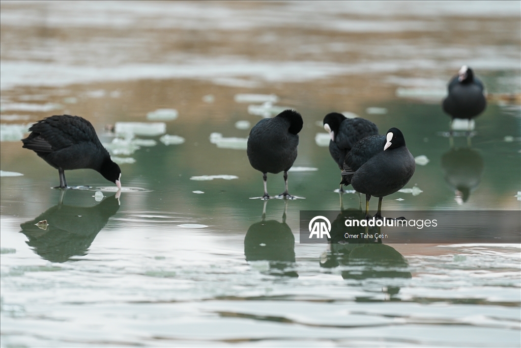 Mogan Gölü, kısmen dondu