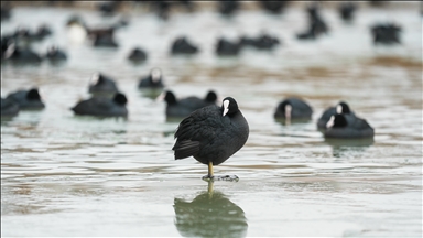 Mogan Gölü, kısmen dondu
