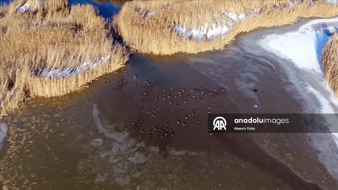 Ağrı Dağı'nın eteklerinde dondurucu soğuklara rağmen 35 kuş türü yaşıyor