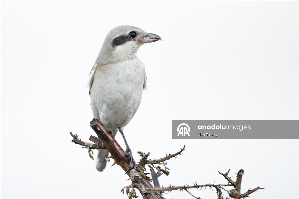 Karacabey Longozu'nun kış misafiri: Büyük örümcek kuşu