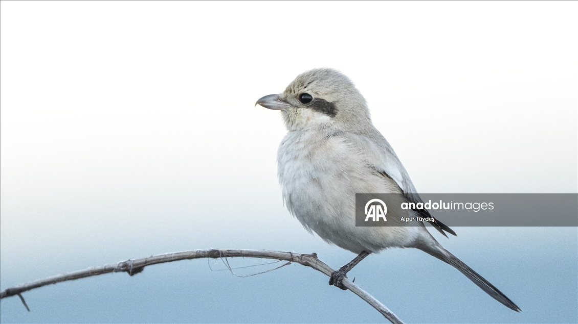 Karacabey Longozu'nun kış misafiri: Büyük örümcek kuşu