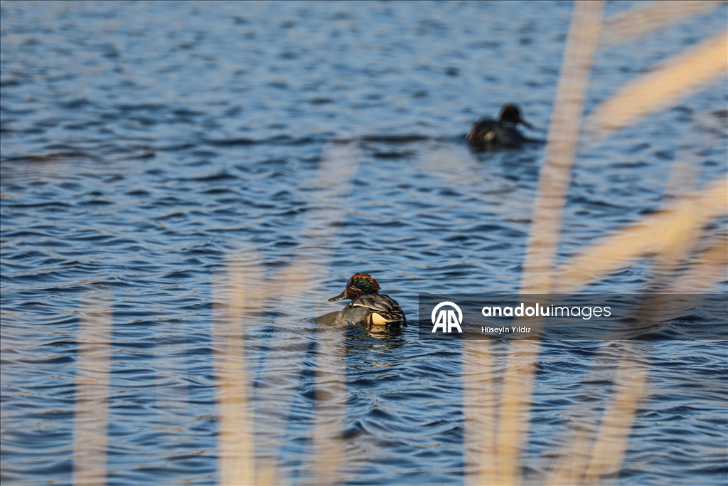 Ağrı Dağı'nın eteklerinde dondurucu soğuklara rağmen 35 kuş türü yaşıyor