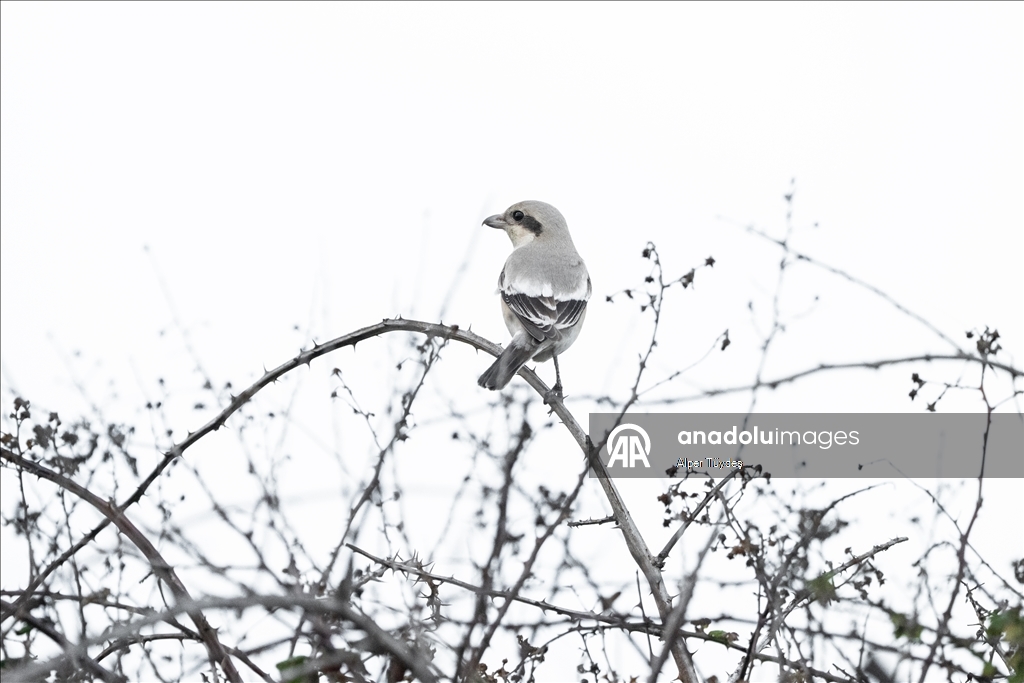 Karacabey Longozu'nun kış misafiri: Büyük örümcek kuşu
