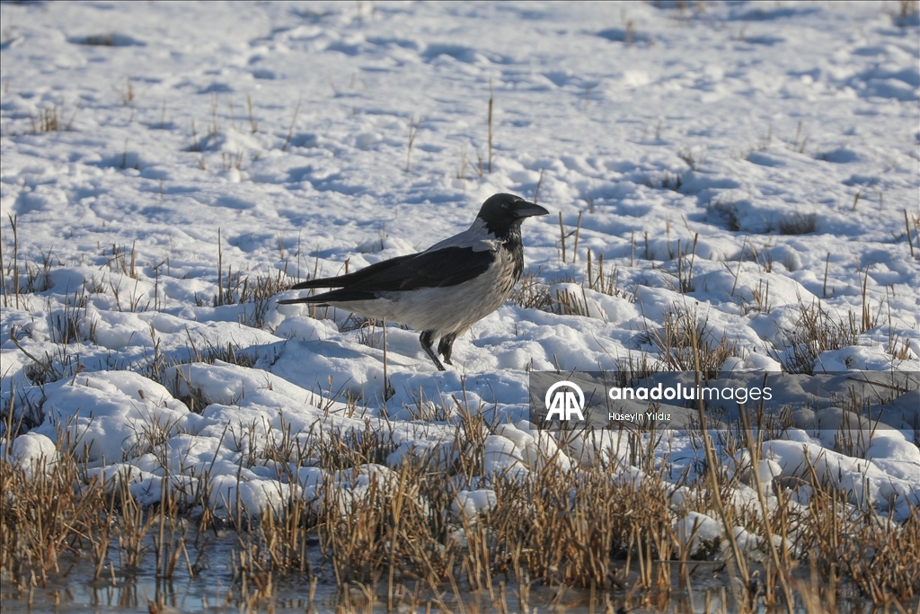 Ağrı Dağı'nın eteklerinde dondurucu soğuklara rağmen 35 kuş türü yaşıyor