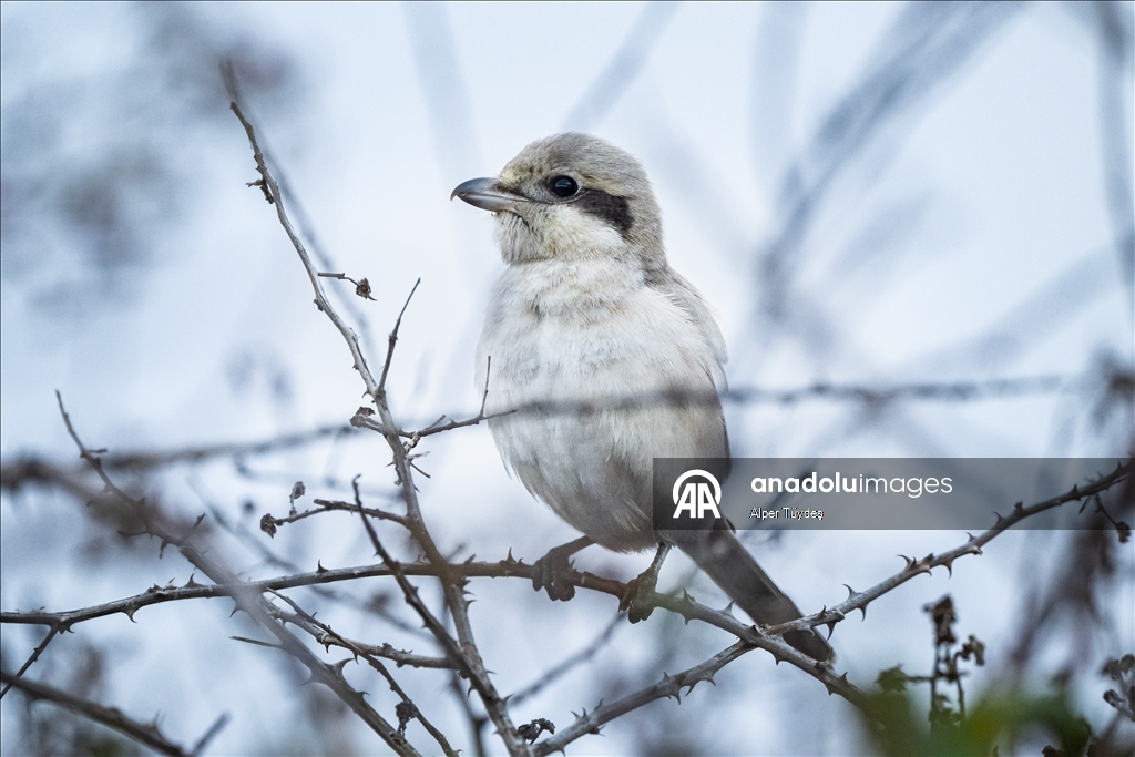 Karacabey Longozu'nun kış misafiri: Büyük örümcek kuşu
