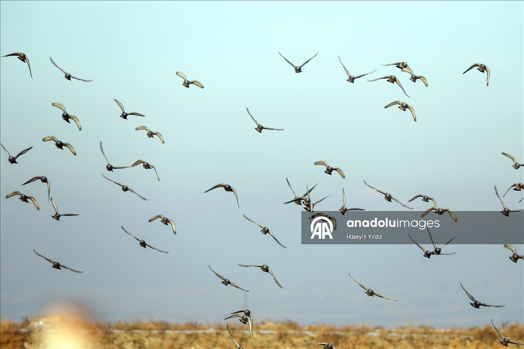 Ağrı Dağı'nın eteklerinde dondurucu soğuklara rağmen 35 kuş türü yaşıyor