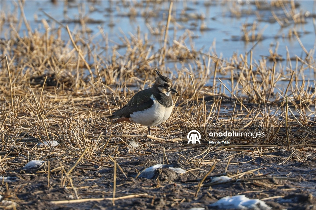 Ağrı Dağı'nın eteklerinde dondurucu soğuklara rağmen 35 kuş türü yaşıyor