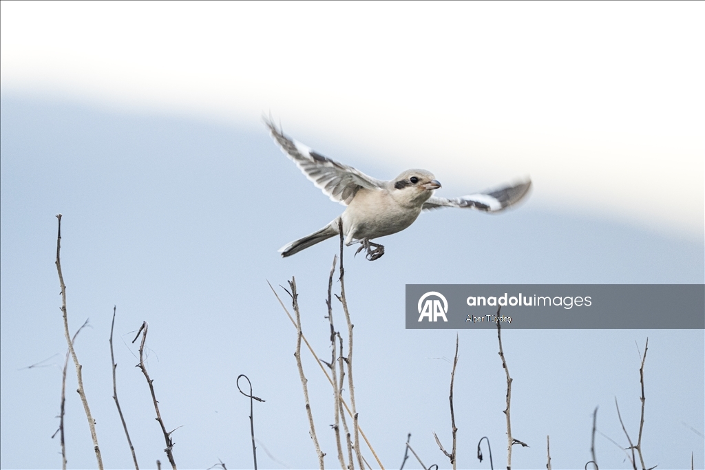 Karacabey Longozu'nun kış misafiri: Büyük örümcek kuşu