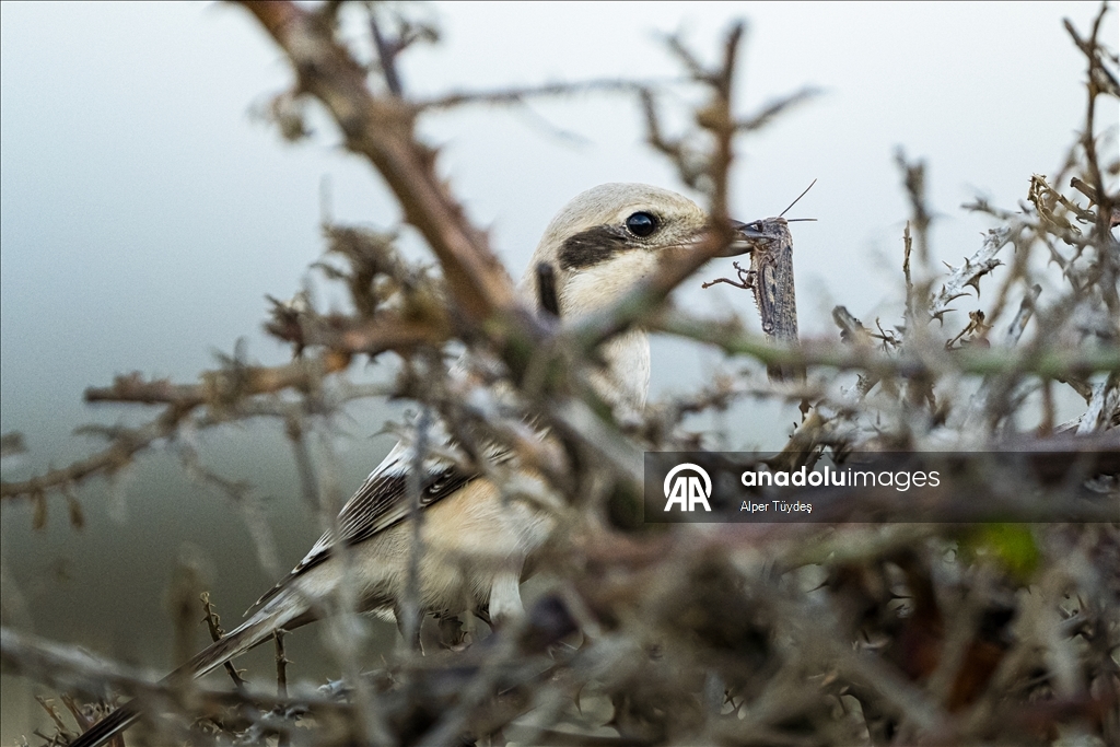 Karacabey Longozu'nun kış misafiri: Büyük örümcek kuşu