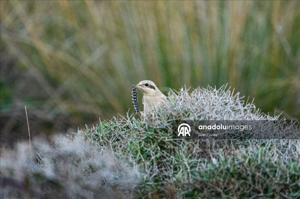 Karacabey Longozu'nun kış misafiri: Büyük örümcek kuşu
