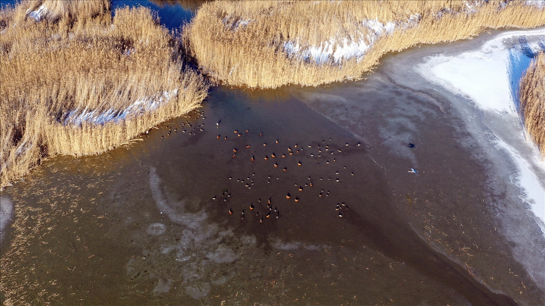 Ağrı Dağı'nın eteklerinde dondurucu soğuklara rağmen 35 kuş türü yaşıyor
