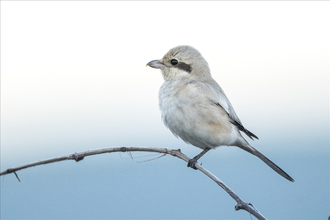 Great shrike bird at the floodplain forest of Turkiye's Bursa