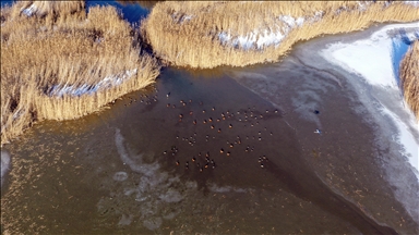 Ağrı Dağı'nın eteklerinde dondurucu soğuklara rağmen 35 kuş türü yaşıyor