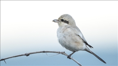 Karacabey Longozu'nun kış misafiri: Büyük örümcek kuşu