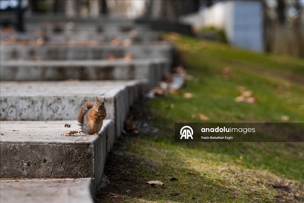 Ankara'da günlük yaşam