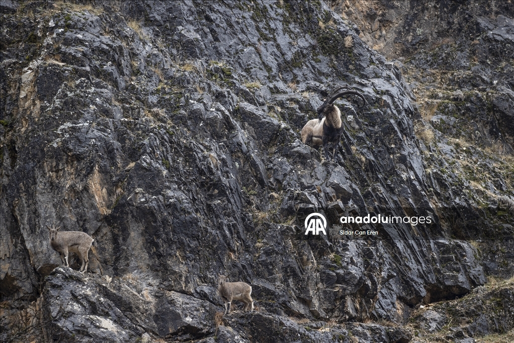 Fotoğrafçılar ve belgeselciler Tunceli kırsalında yaban keçilerinin izini sürüyor
