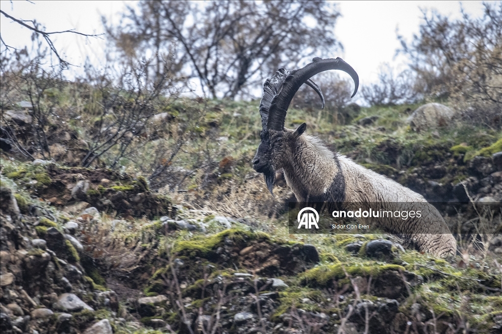 Fotoğrafçılar ve belgeselciler Tunceli kırsalında yaban keçilerinin izini sürüyor