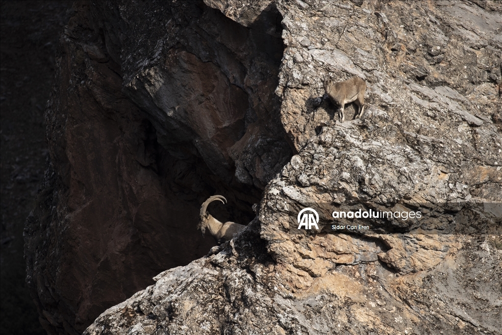 Wênekêş û çêkerên belgefîlman li Tunceliyê li dû şopa bizinkoviyan in