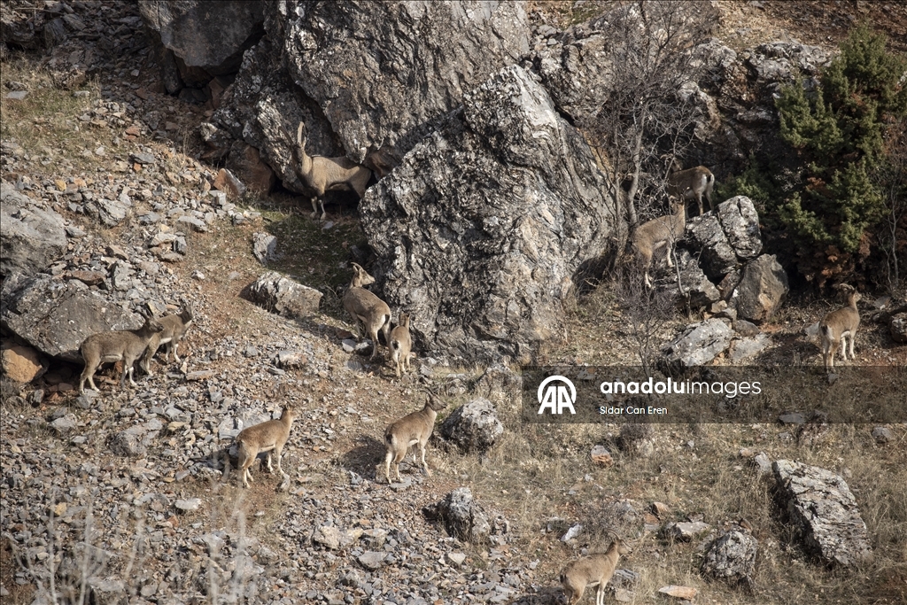 Wênekêş û çêkerên belgefîlman li Tunceliyê li dû şopa bizinkoviyan in