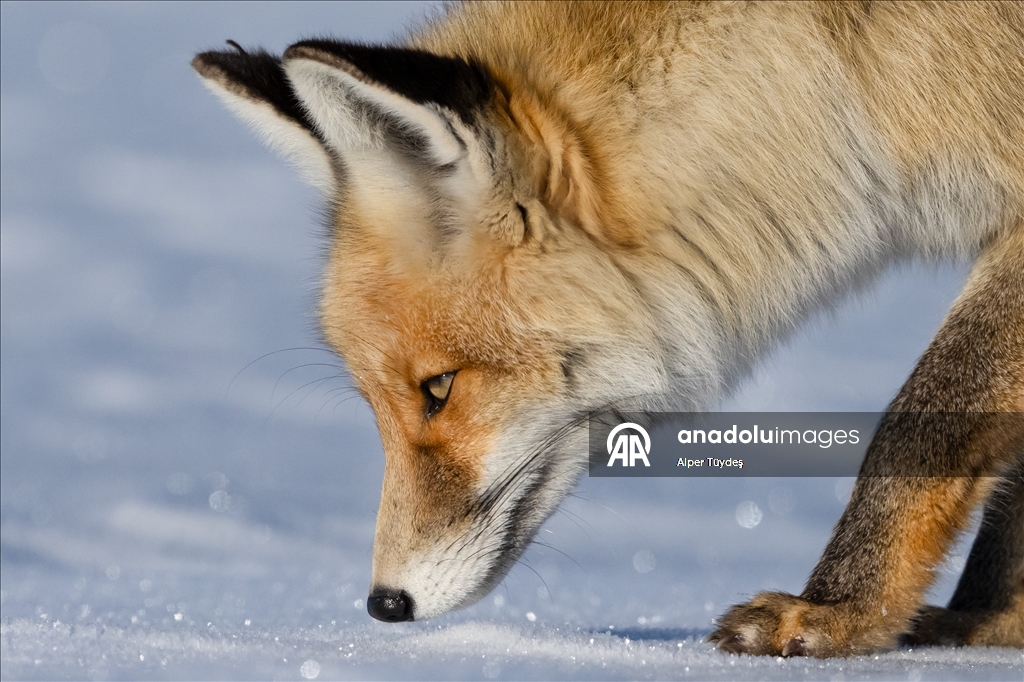 Kar altında yiyecek arayan tilkiler