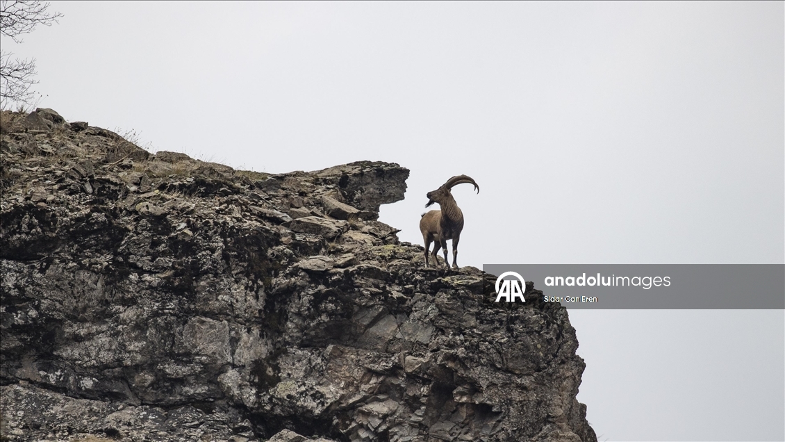 Fotoğrafçılar ve belgeselciler Tunceli kırsalında yaban keçilerinin izini sürüyor