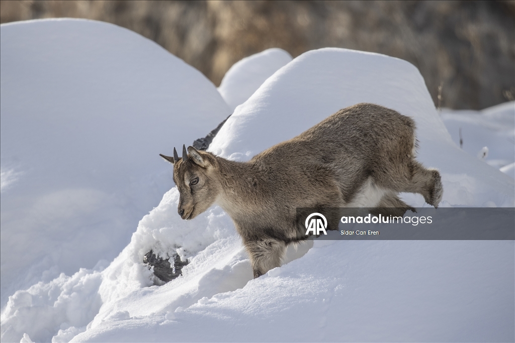 Fotoğrafçılar ve belgeselciler Tunceli kırsalında yaban keçilerinin izini sürüyor