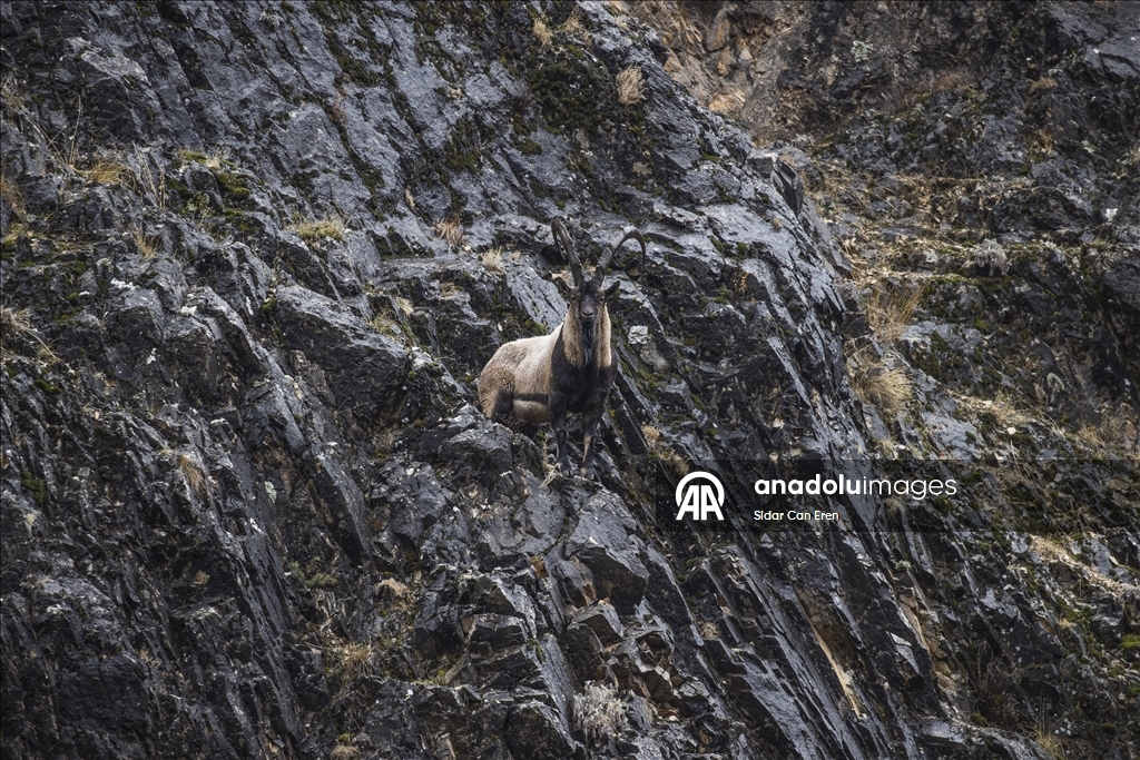 Wênekêş û çêkerên belgefîlman li Tunceliyê li dû şopa bizinkoviyan in