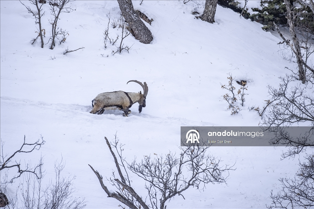 Wênekêş û çêkerên belgefîlman li Tunceliyê li dû şopa bizinkoviyan in