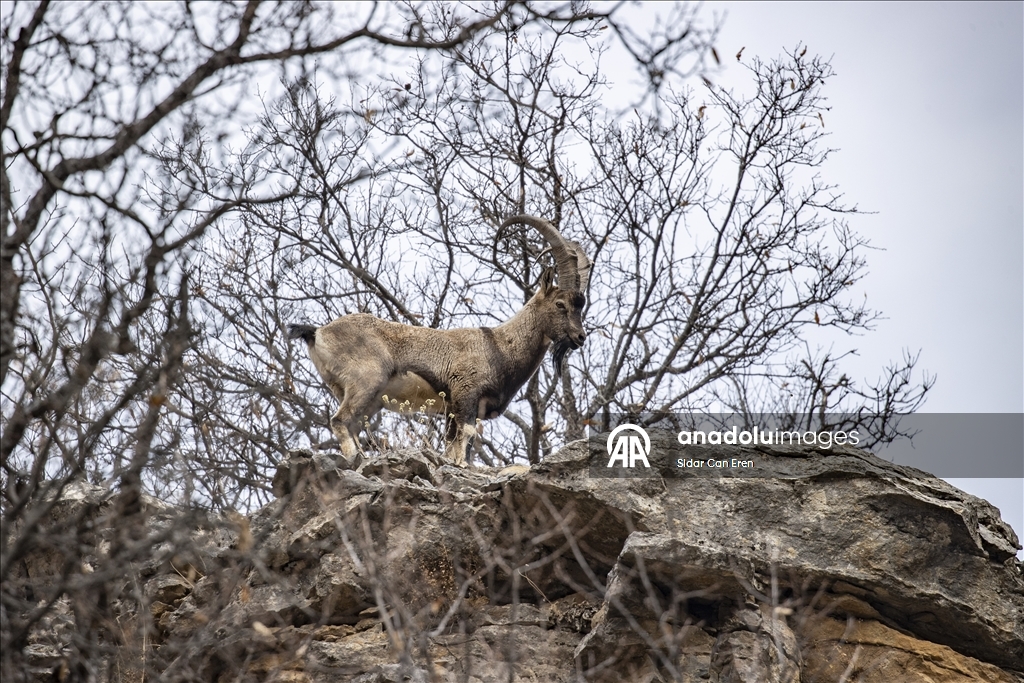 Fotoğrafçılar ve belgeselciler Tunceli kırsalında yaban keçilerinin izini sürüyor