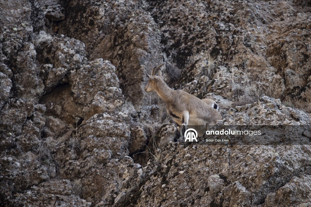 Wênekêş û çêkerên belgefîlman li Tunceliyê li dû şopa bizinkoviyan in