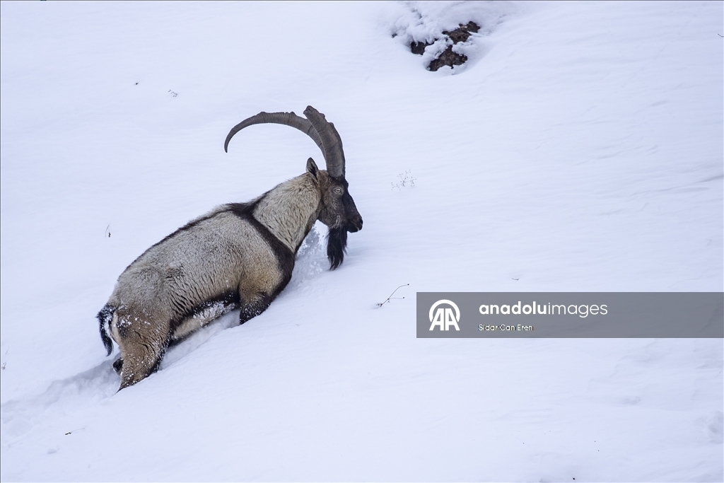 Wênekêş û çêkerên belgefîlman li Tunceliyê li dû şopa bizinkoviyan in