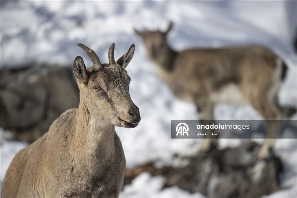 Wênekêş û çêkerên belgefîlman li Tunceliyê li dû şopa bizinkoviyan in