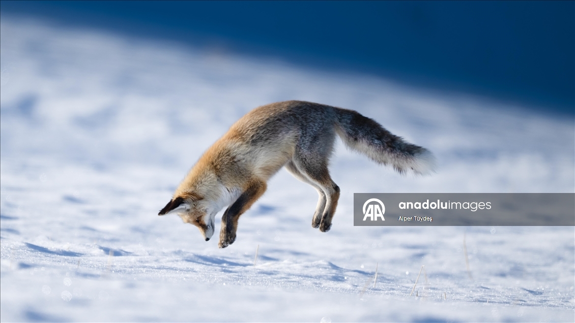 Kar altında yiyecek arayan tilkiler