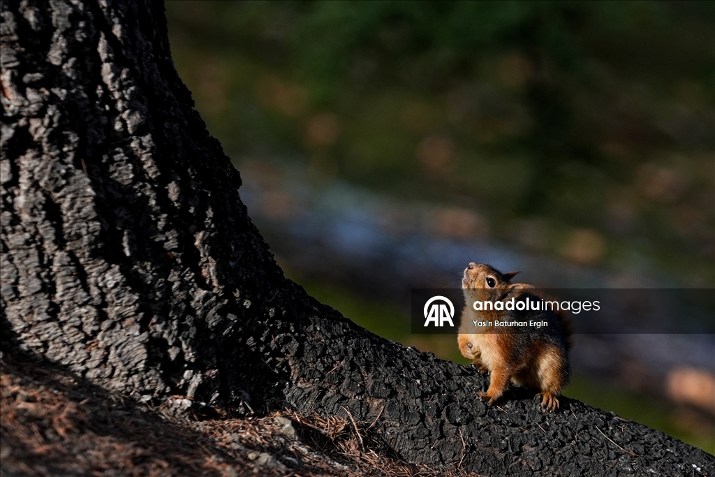 Ankara'da günlük yaşam
