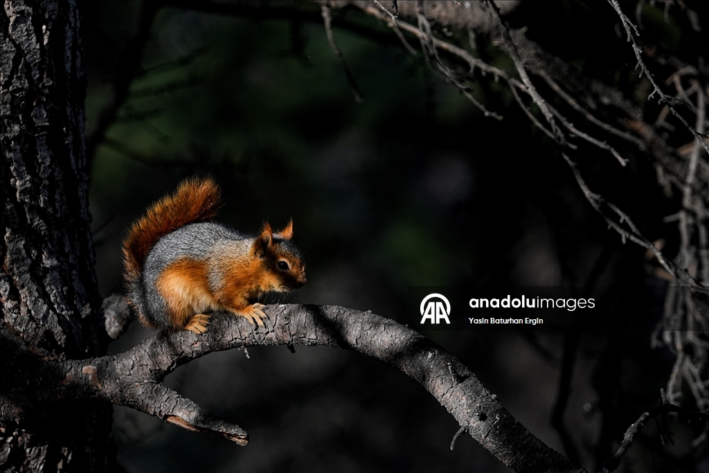 Ankara'da günlük yaşam