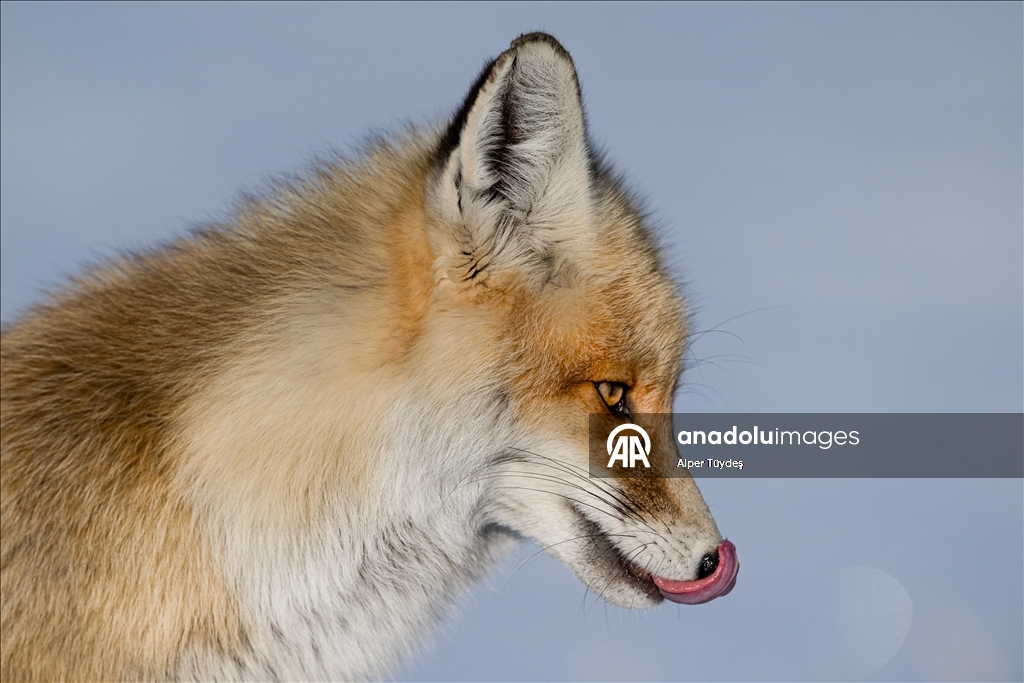 Kar altında yiyecek arayan tilkiler