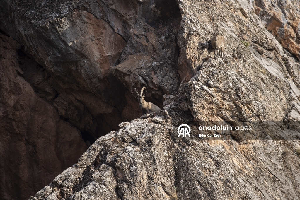 Fotoğrafçılar ve belgeselciler Tunceli kırsalında yaban keçilerinin izini sürüyor