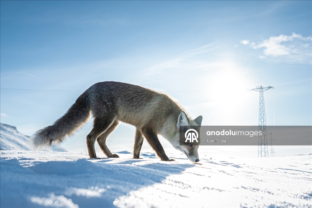 Kar altında yiyecek arayan tilkiler