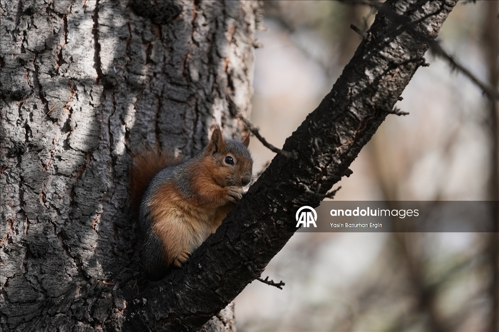 Ankara'da günlük yaşam