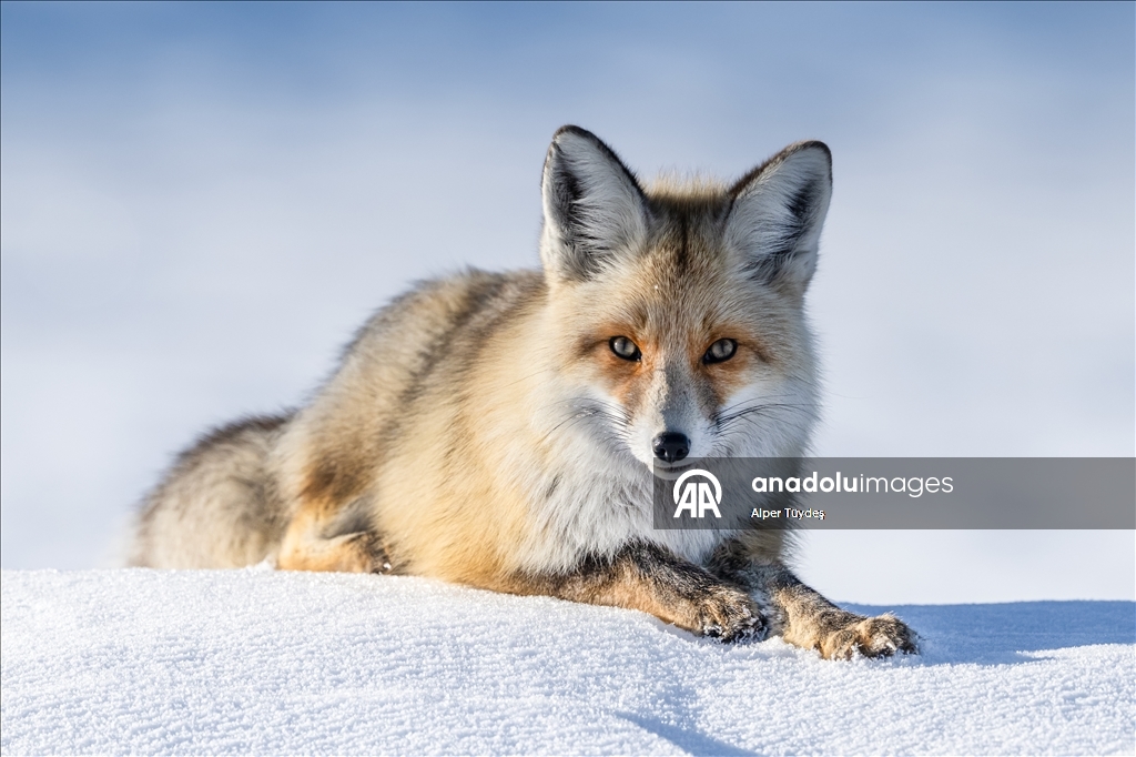Kar altında yiyecek arayan tilkiler