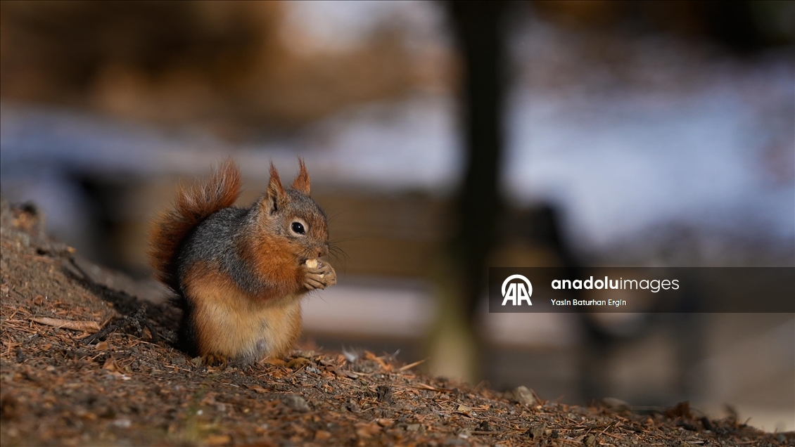 Ankara'da günlük yaşam