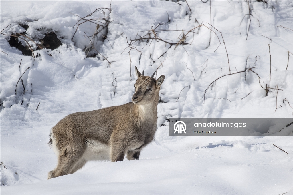 Wênekêş û çêkerên belgefîlman li Tunceliyê li dû şopa bizinkoviyan in