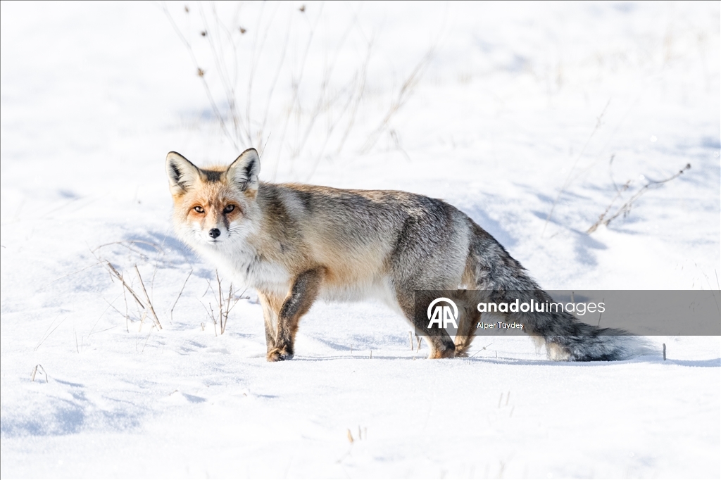 Kar altında yiyecek arayan tilkiler