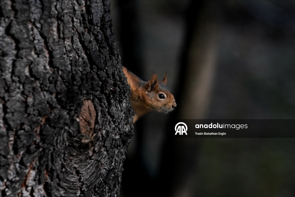 Ankara'da günlük yaşam